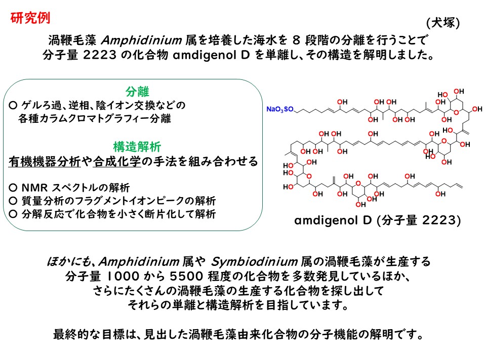 渦鞭毛藻が生産する長鎖ポリオール化合物の探索研究